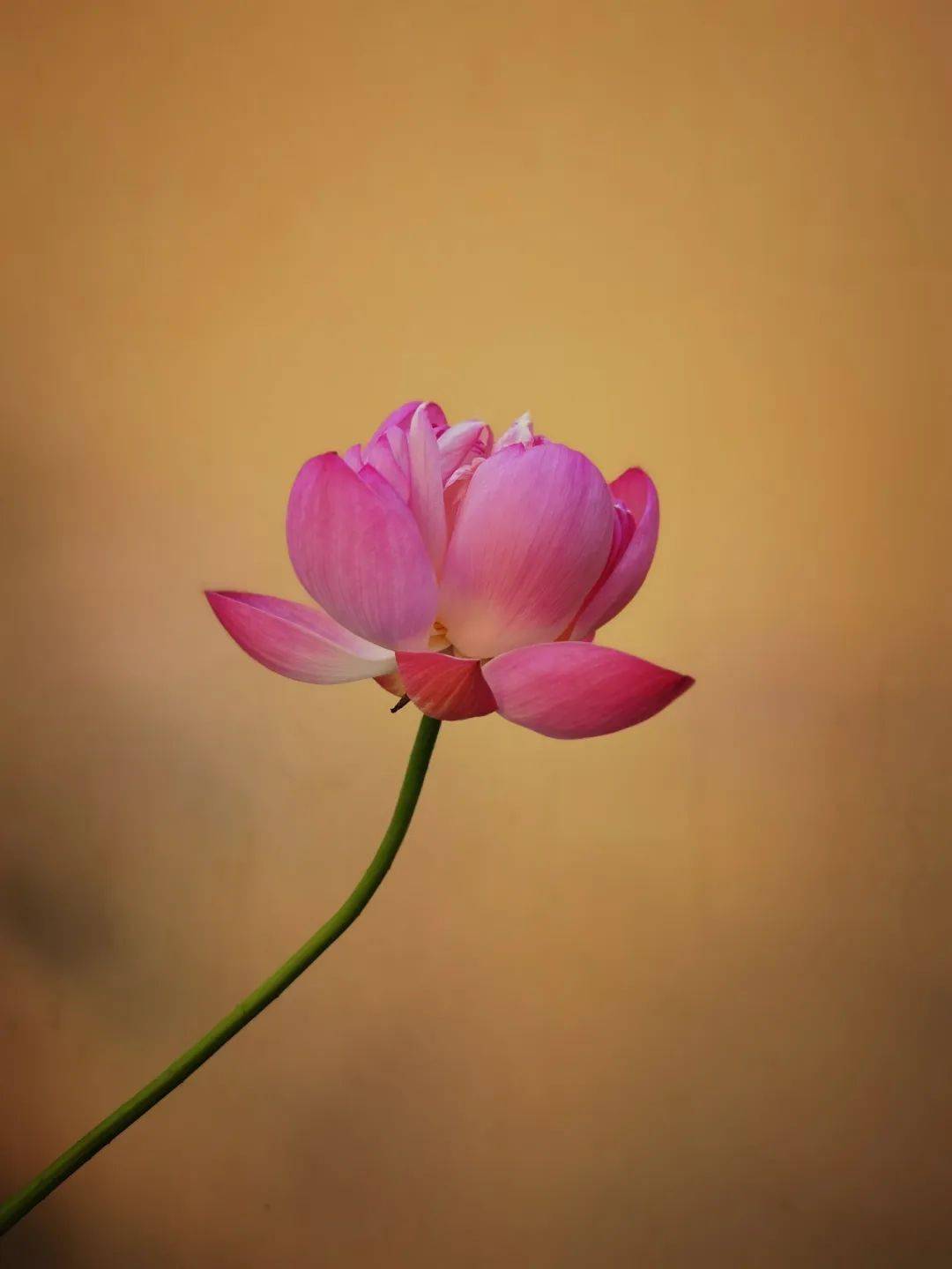 每日一句|因果_因果