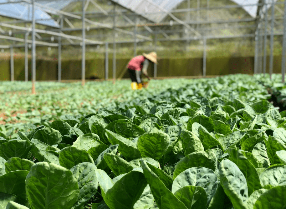 常见蔬菜种植时间表 老农必备技能 再忙也要看 气候 小白菜 温度