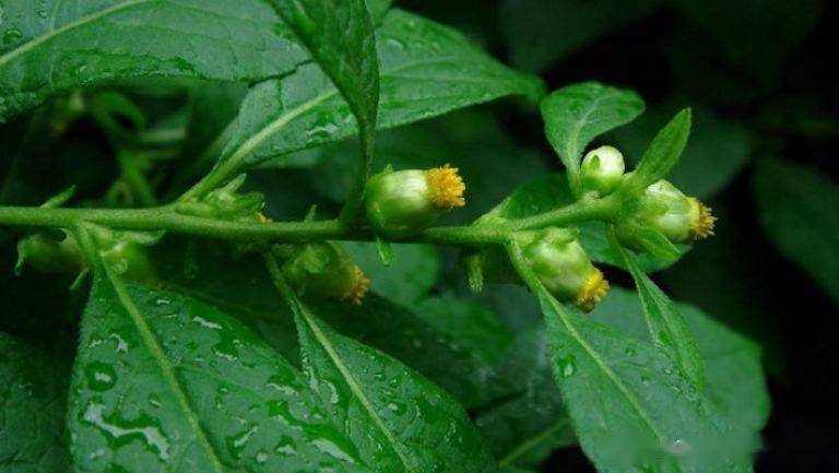 讲一味天名精，牙痛乳蛾喉痹、疔疮肤痒、蛇咬虫积、出血皆可选用