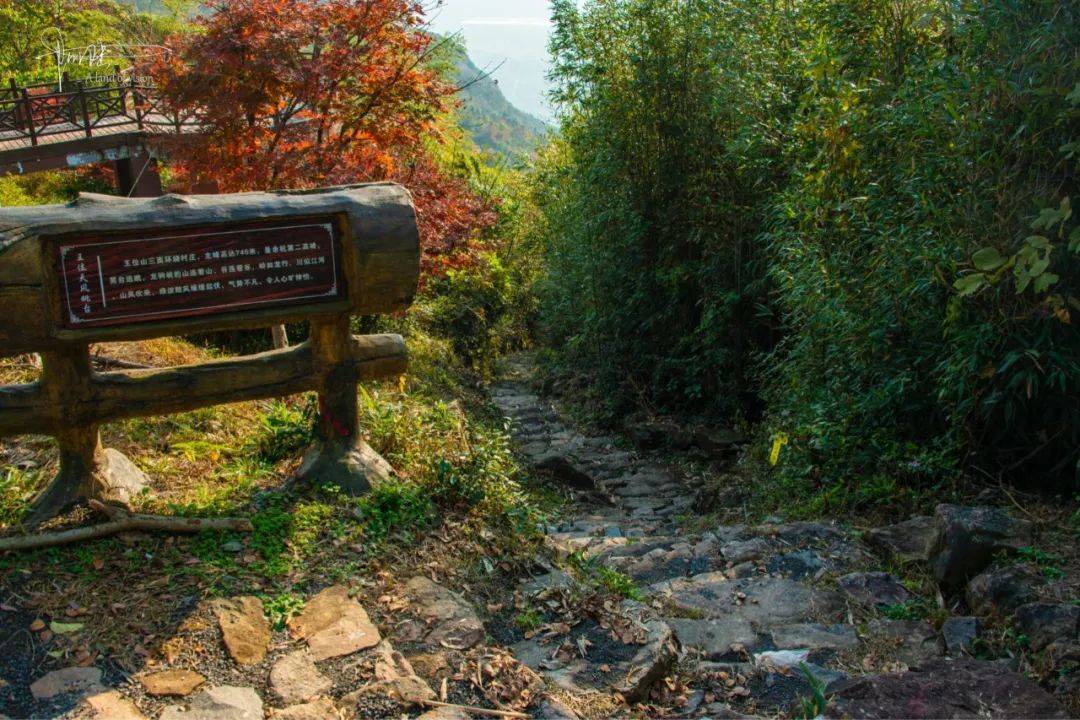 王位山有条落叶缤纷的盘山公路隐于树林和茶园间,人迹罕至_古道_路面