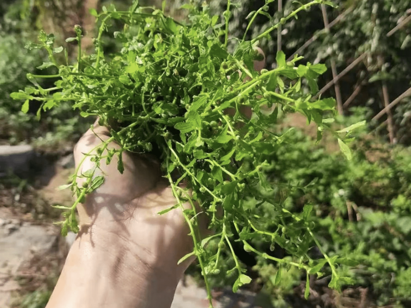 被称为"鼻炎草",扎根在石缝里生长,揉碎有一股味,殊不知珍贵_植株