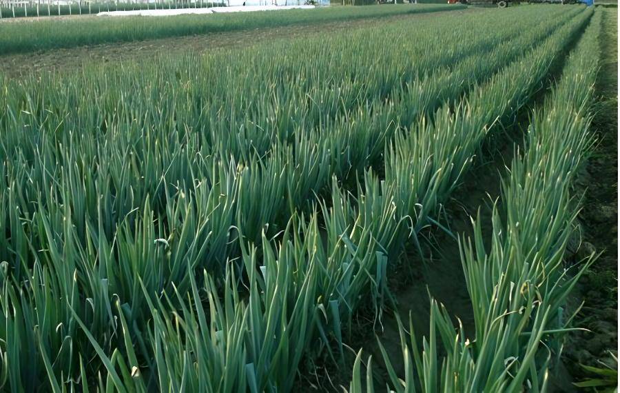 成语旱地拔葱是不是有点不对劲_大葱_葱白_时候