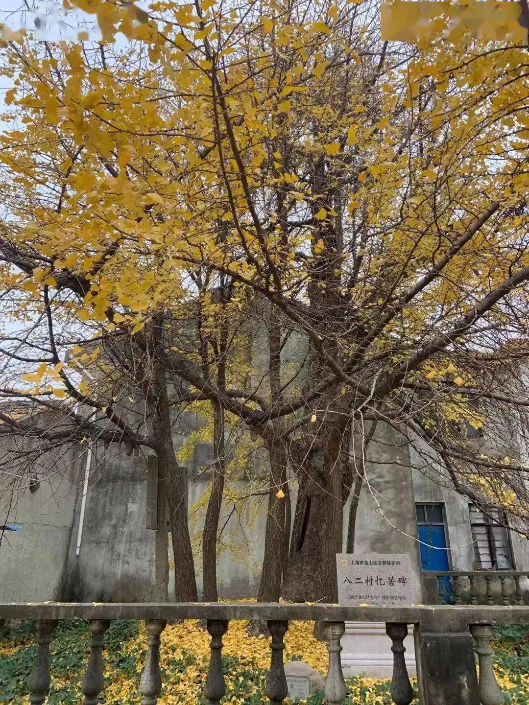 银杏树已换装正是观赏好时节