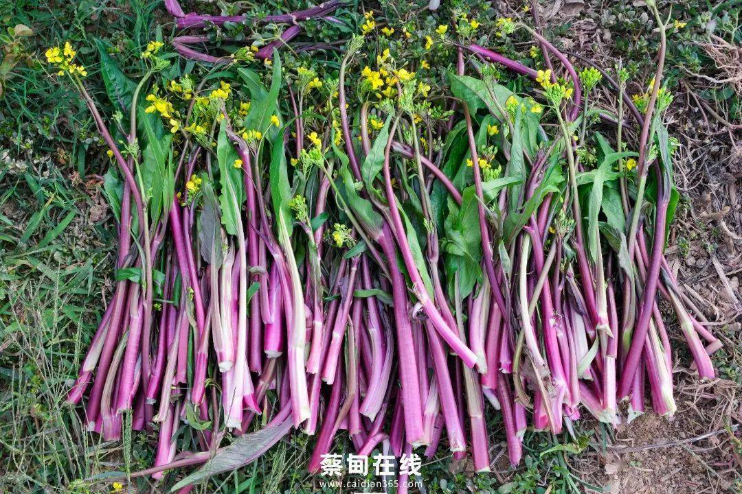 菜薹_小时候_什么