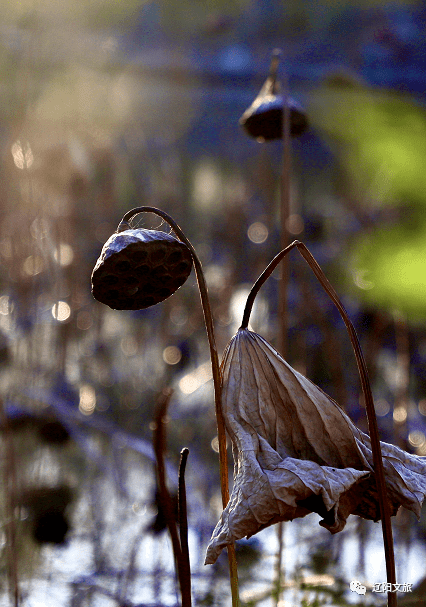 摄随风轻轻摇曳在一簇簇芦花蒲草间泛黄的荷叶,纤细的枯枝,干枯的莲蓬