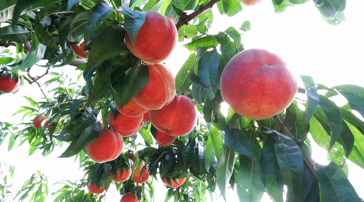 北京14万亩果园的地标农产品:平谷大桃_品牌_地理_产业