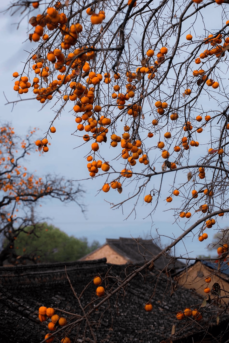 麦积区社棠镇郭坪村:柿柿如意 风光正美_唯美_交响乐_月色