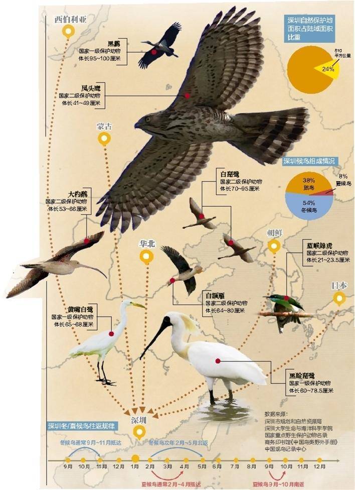 深圳候鸟迁徙路线图片