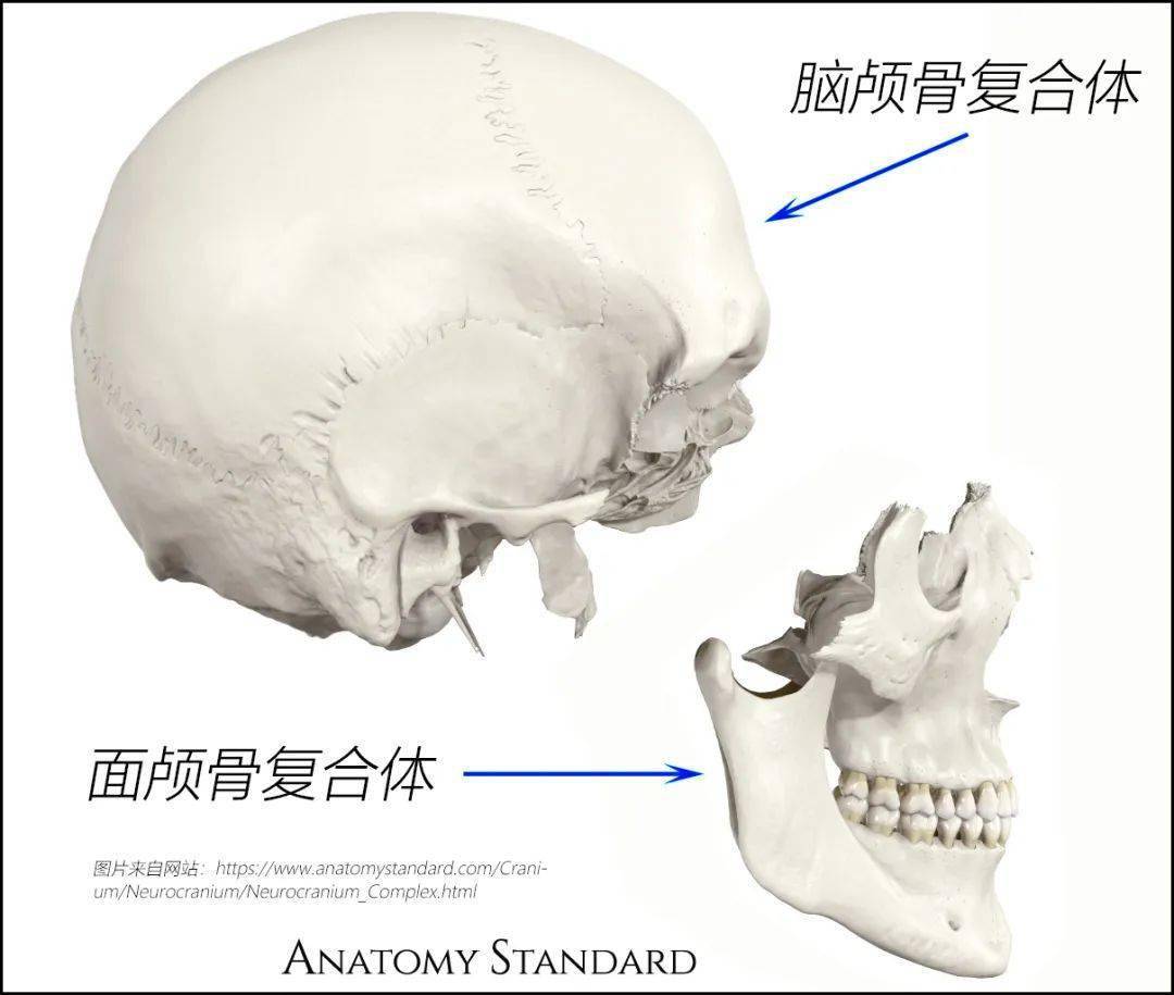 颌面部各骨骼结构图解_bone_of_颅骨