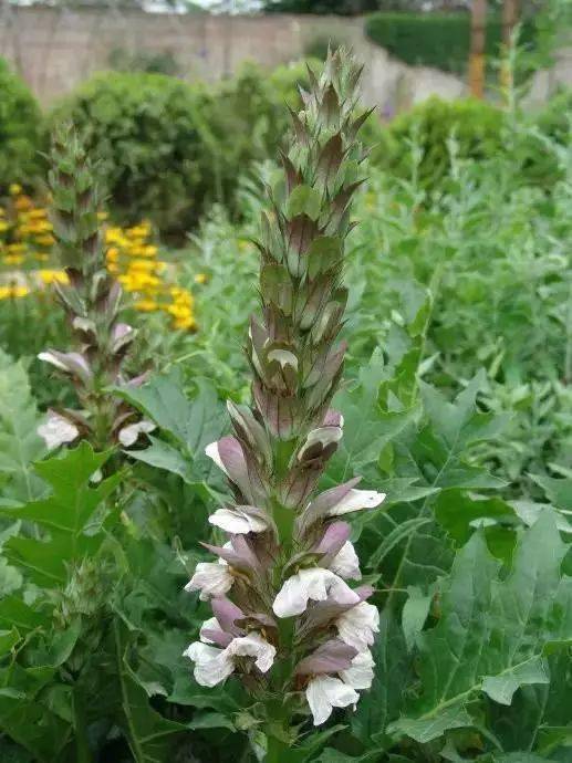 "花境"案例大本营,附部分花境植物材料_cm_高度_院子