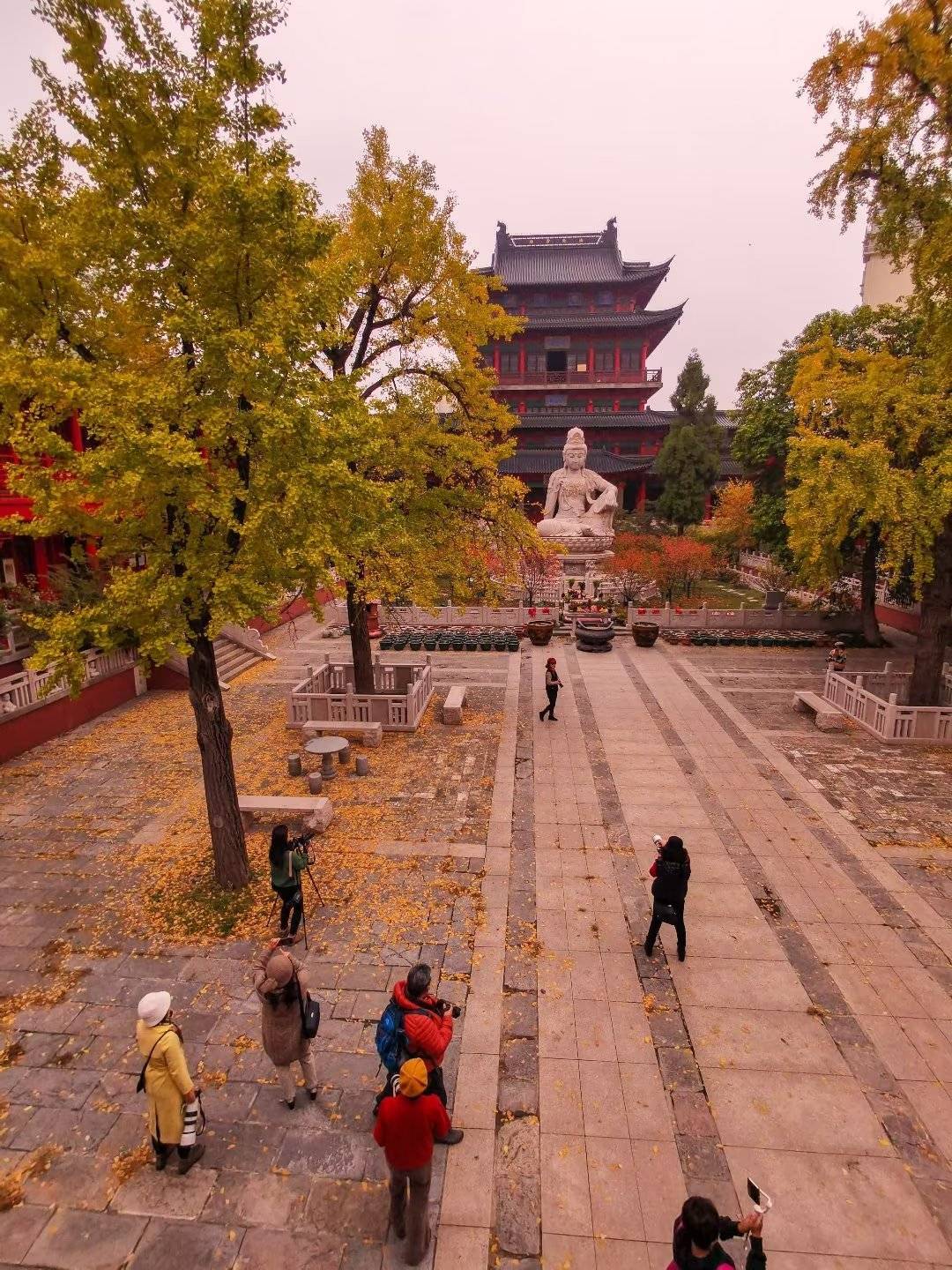南京毗卢寺内有4棵银杏其中两棵是百年银杏与寺院红墙青瓦相辉映