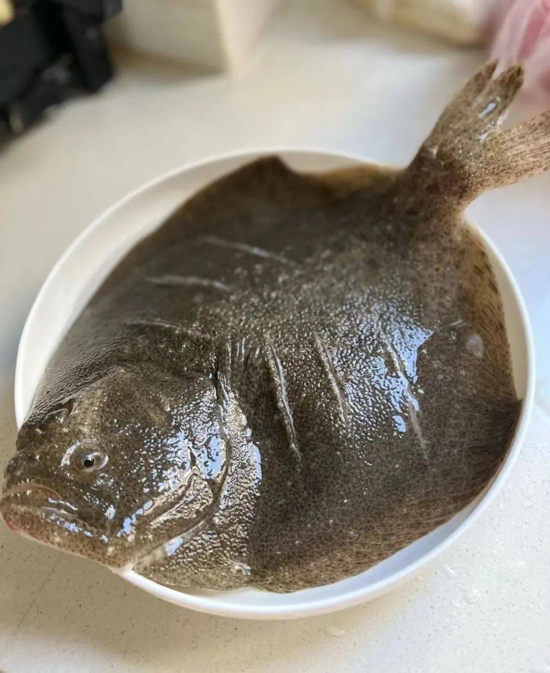 限时69.9元5条!新鲜活冻多宝鱼,肉厚鲜嫩好料理,无细刺老少皆宜