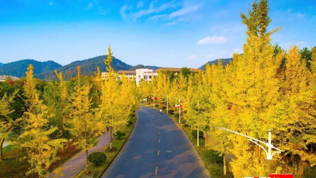 浙江农林大学的银杏永远不会辜负秋天_作品_美景_树梢