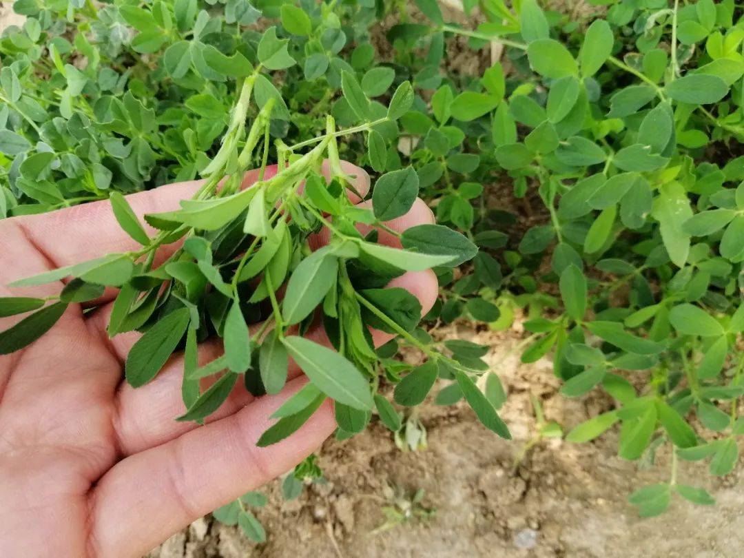 俗称"木心菜",最古老的野菜之一,又长出来了,配黄酒相当美味