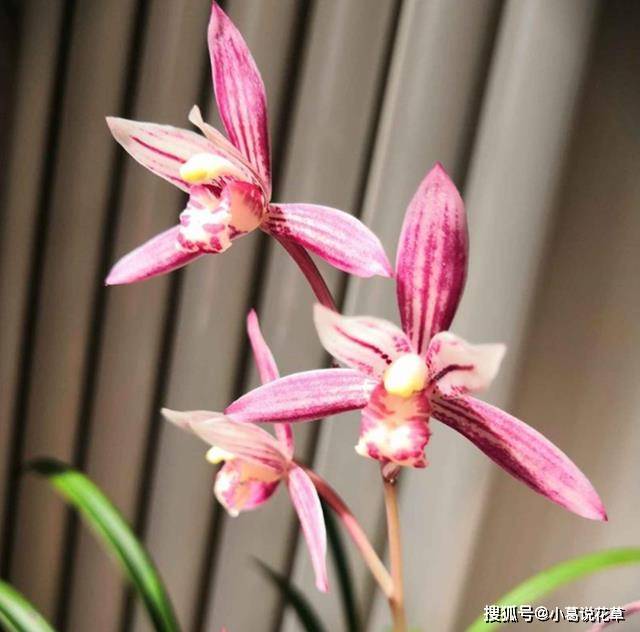 建兰名品—市长红,花色稳定,香味扑鼻,曾一苗难求,现物美价廉_兰花
