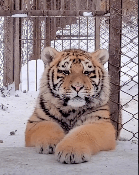 老虎害怕的表情图片图片