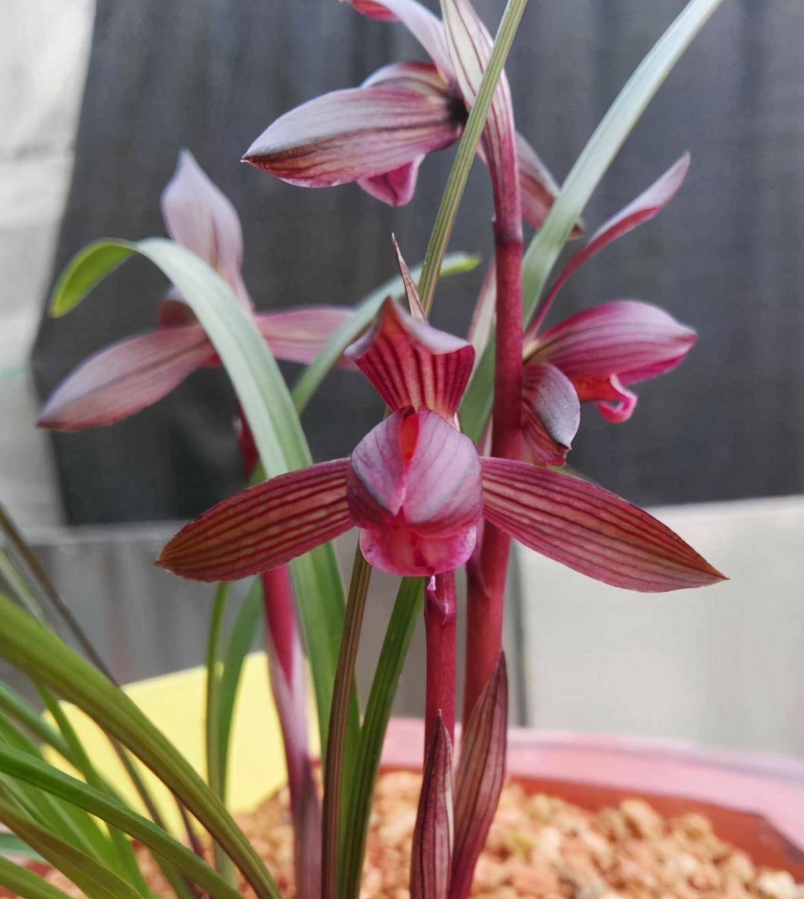 此兰花色红艳,花型大气,花开出架,是花迷喜爱的浓香品种_花香_价值