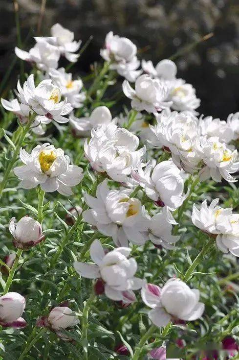 全网爆火的纸鳞托菊,这才是真正的小清新天花板!_花朵_养护_水分