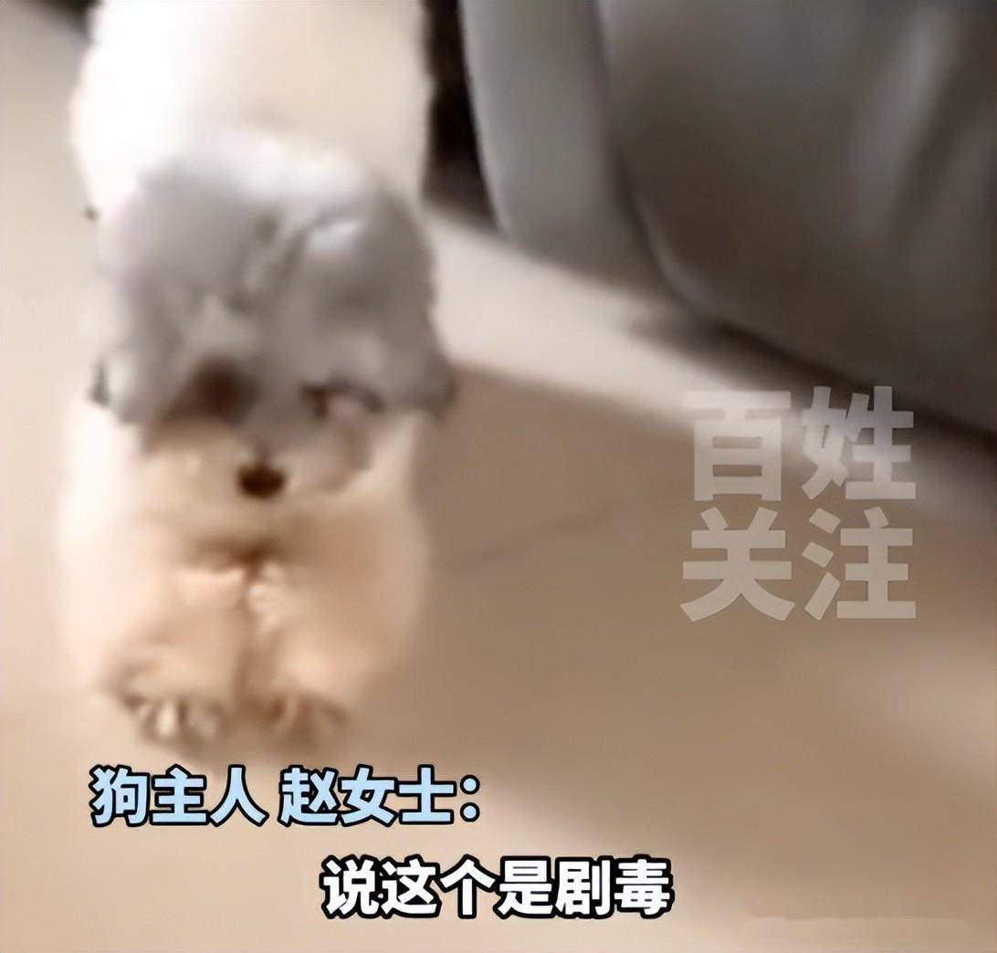 我加了一个恨狗群，有300多人每天教我怎么毒狗”_搜狐网, image size:1092x1044