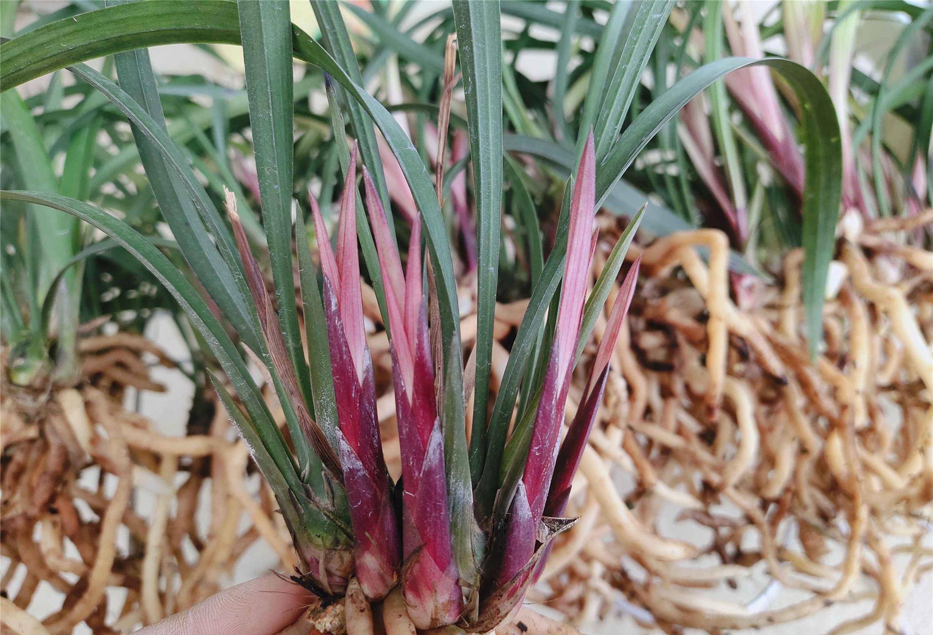 建兰经典色花铭品"市长红",花色鲜艳,香味持久,新手养兰必备