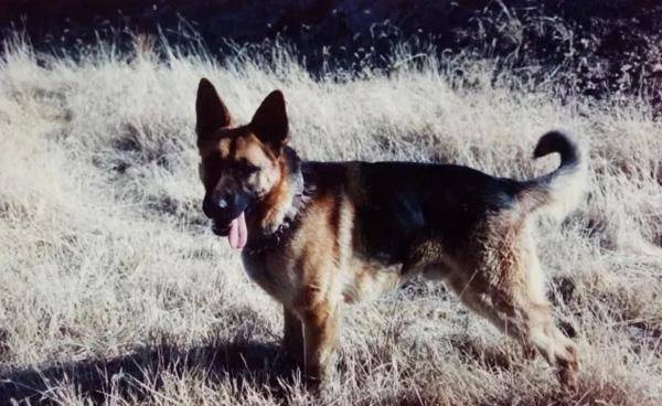 1993年忠诚军犬身绑炸药被炸粉碎,战士哭到咳血,导演:这狗真傻_海龙