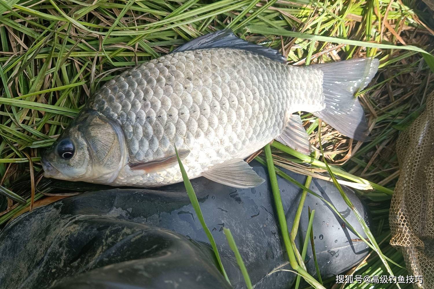 冬天釣大板鯽的4個技巧_鯽魚_窩子裡_魚餌