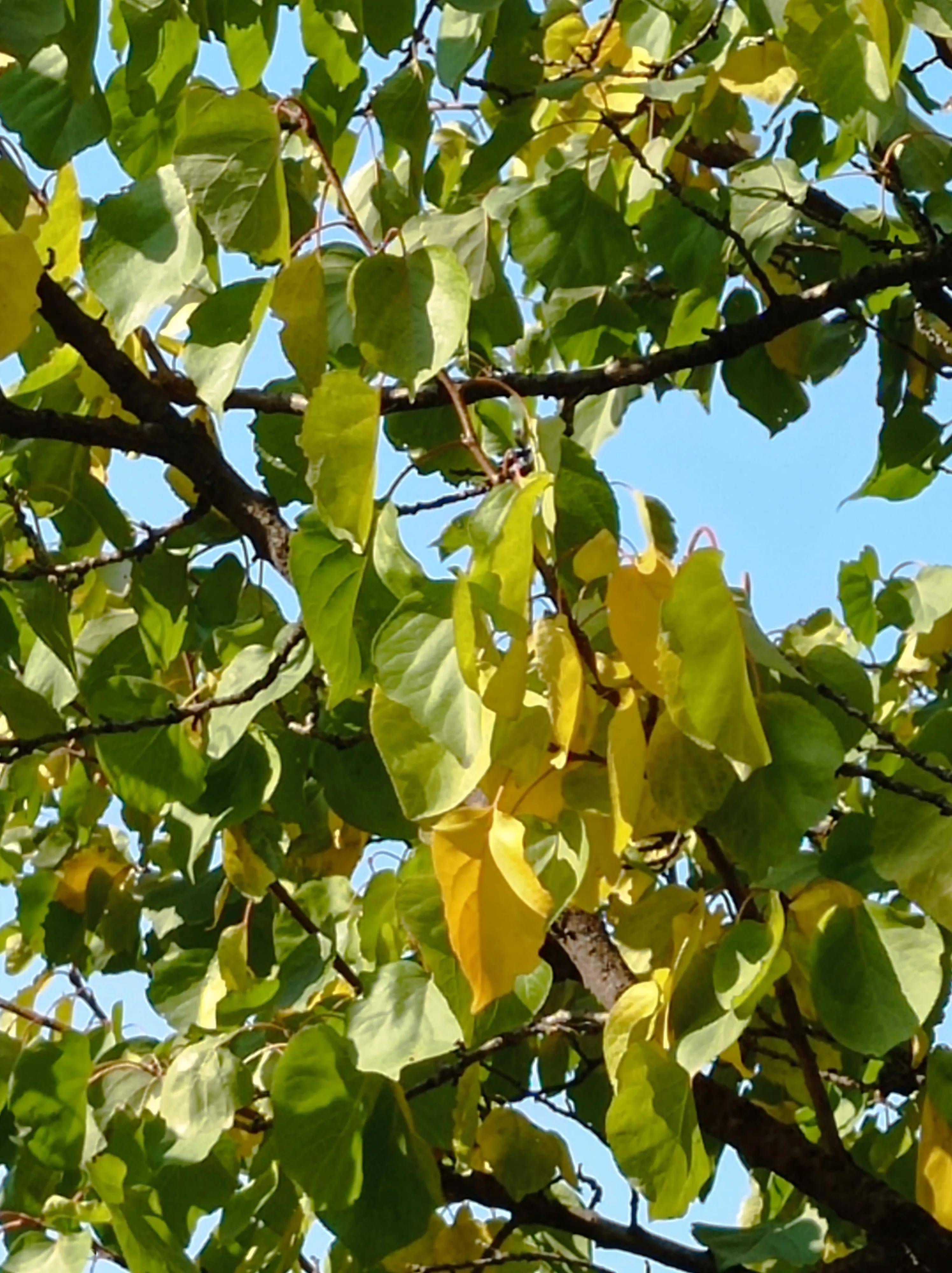 孟冬好颜色_黄叶俏_东风_河水