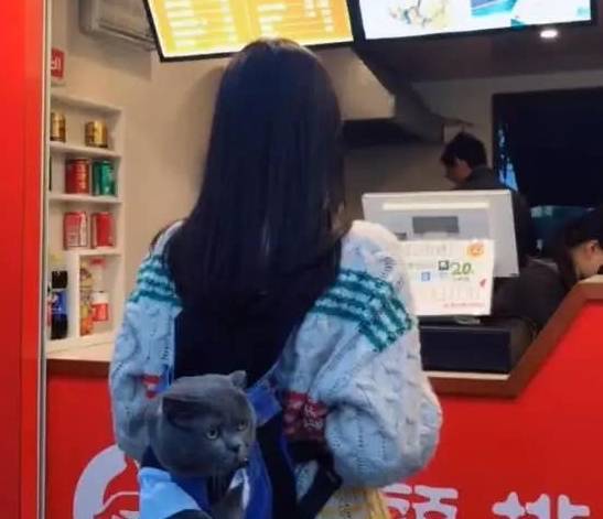 主人带猫咪出去逛街,半个小时后被人围观,回头一看狂笑不止 主人带猫咪出去逛街,半个小时后被人围观,回头一看狂笑不止