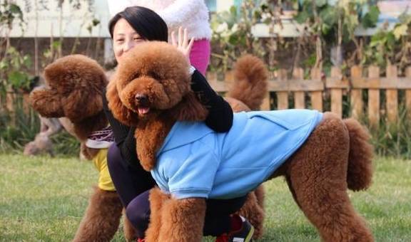 狗界的六位“型男美女”,德国牧羊犬上榜,你最喜欢哪一种?