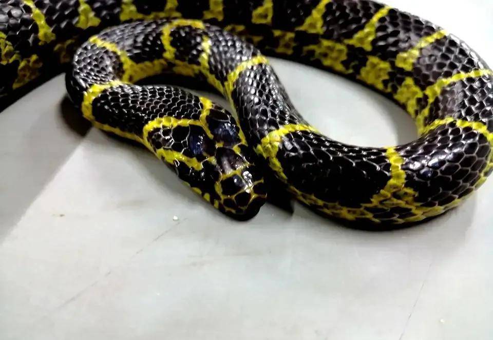 上海黄黑色的蛇图片