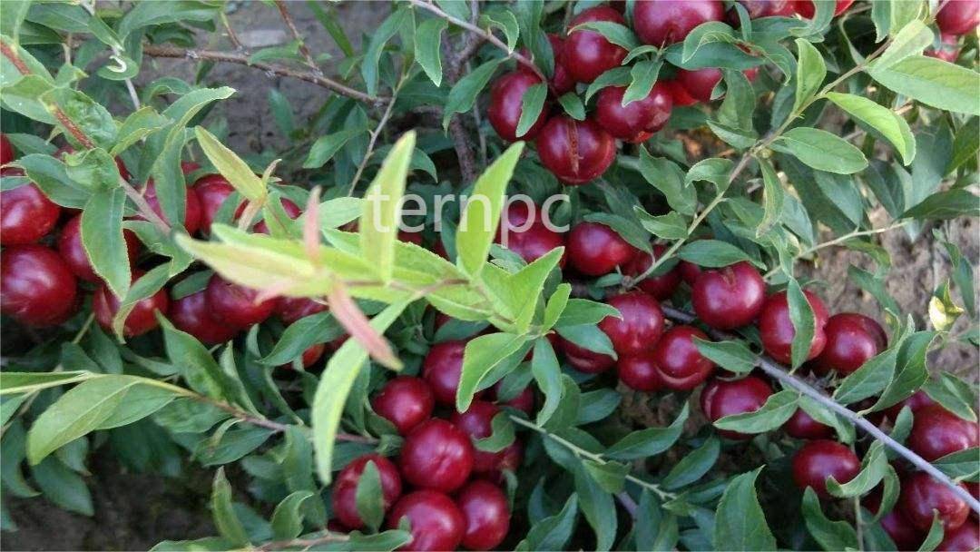 小时候不起眼的野果,摇身一变成了"流量果"_欧李_水果_果实