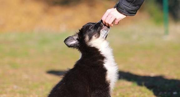 主人要从小让它做正确的事情,养成好习惯_引导_规则_规律
