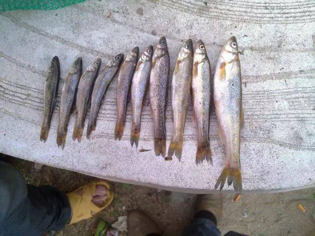 谁钓过我家乡的冷水鱼,长不大,只吃蚯蚓_呼伦贝尔_柳根鱼_味道