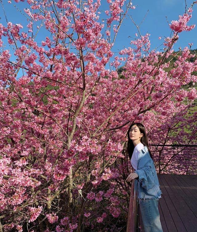 曾之乔晒赏樱照,与老公辰亦儒秀恩爱,空气里都是甜甜的味道_樱花_样子