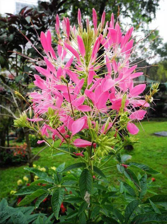 醉蝶花的花语和象征代表意义:神秘.醉蝶花:一年生草本植物.