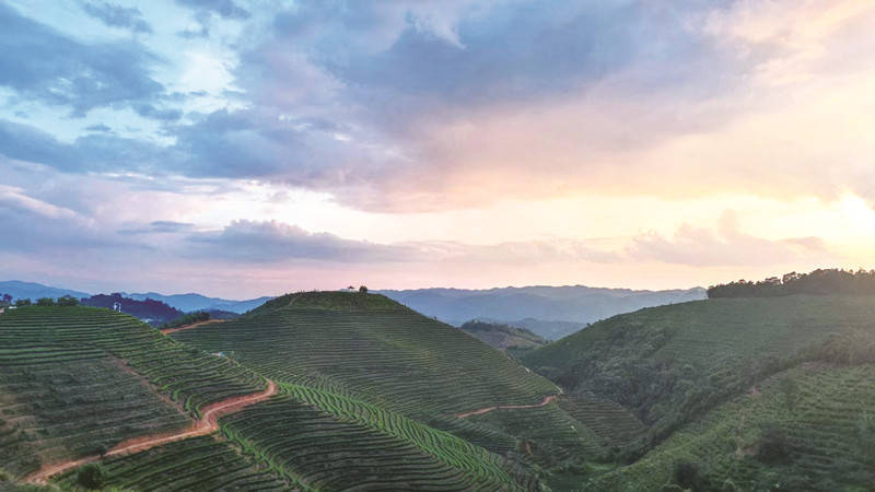 昌宁县温泉镇:"沪滇帮扶"项目为茶产业"添香"_茶叶_茶园_发展