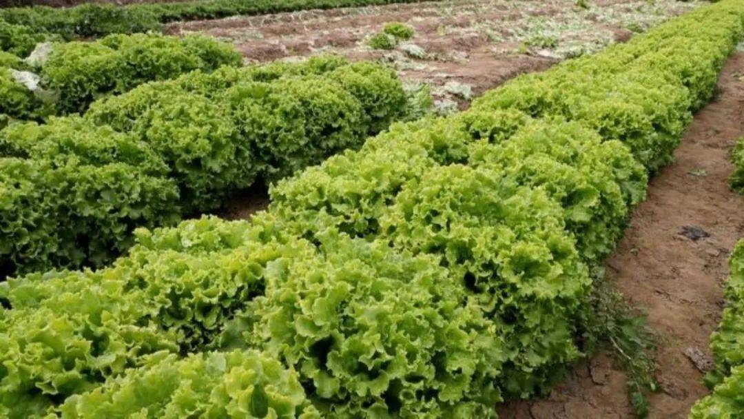 【新闻播报】球生菜平均亩产3000公斤 顺义秋茬生菜采收进入尾声_种植