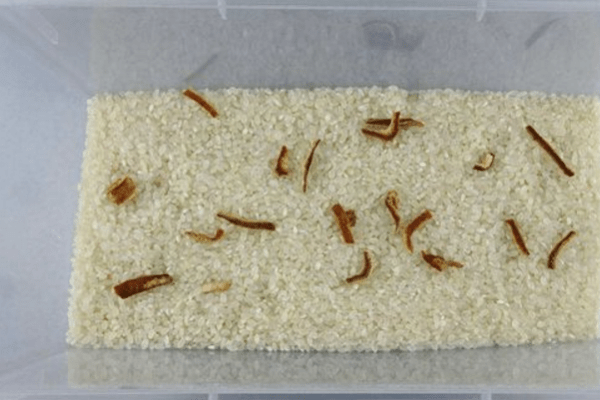米虫生长过程图片