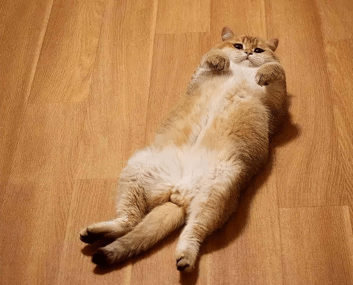 猫咪板鸭趴是为什么?什么是板鸭趴?板鸭趴对猫咪有坏处吗?_温度_状态_