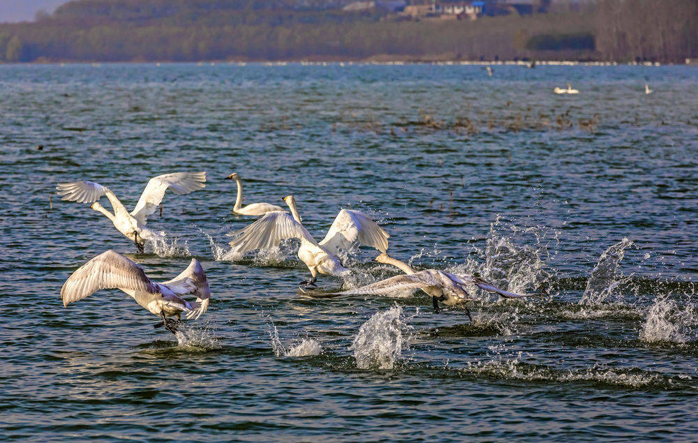 山西平陸：數千白日鵝飛抵越冬