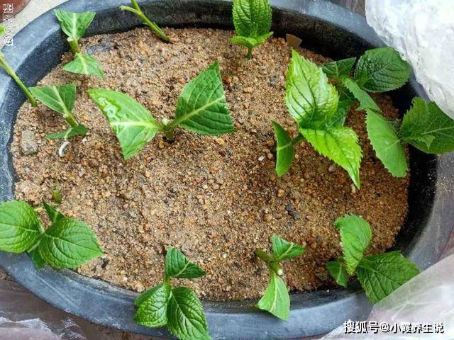 4月忙花事,修剪,扦插···現在做剛剛好!_植物_枝條_茉莉