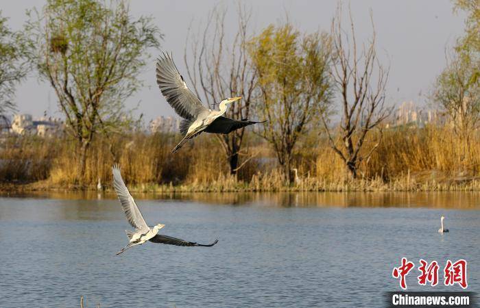 “京津冀最美湿地”河北衡水湖畔迁徙季：候鸟变“留鸟”