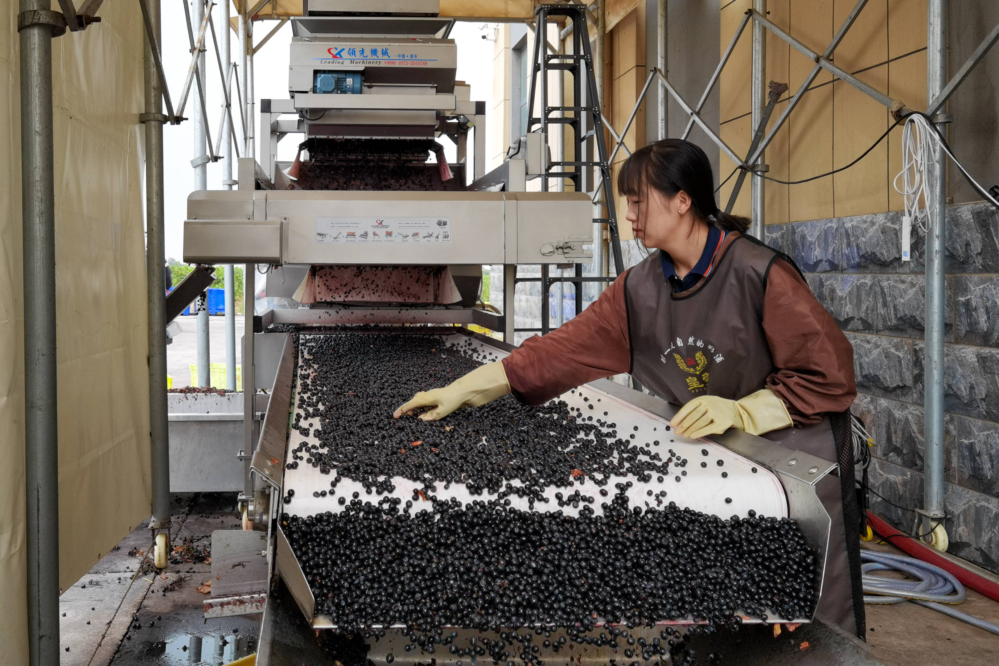 皇蔻酒庄被评为2022年宁夏绿色食品加工专项项目企业_全区_示范_葡萄