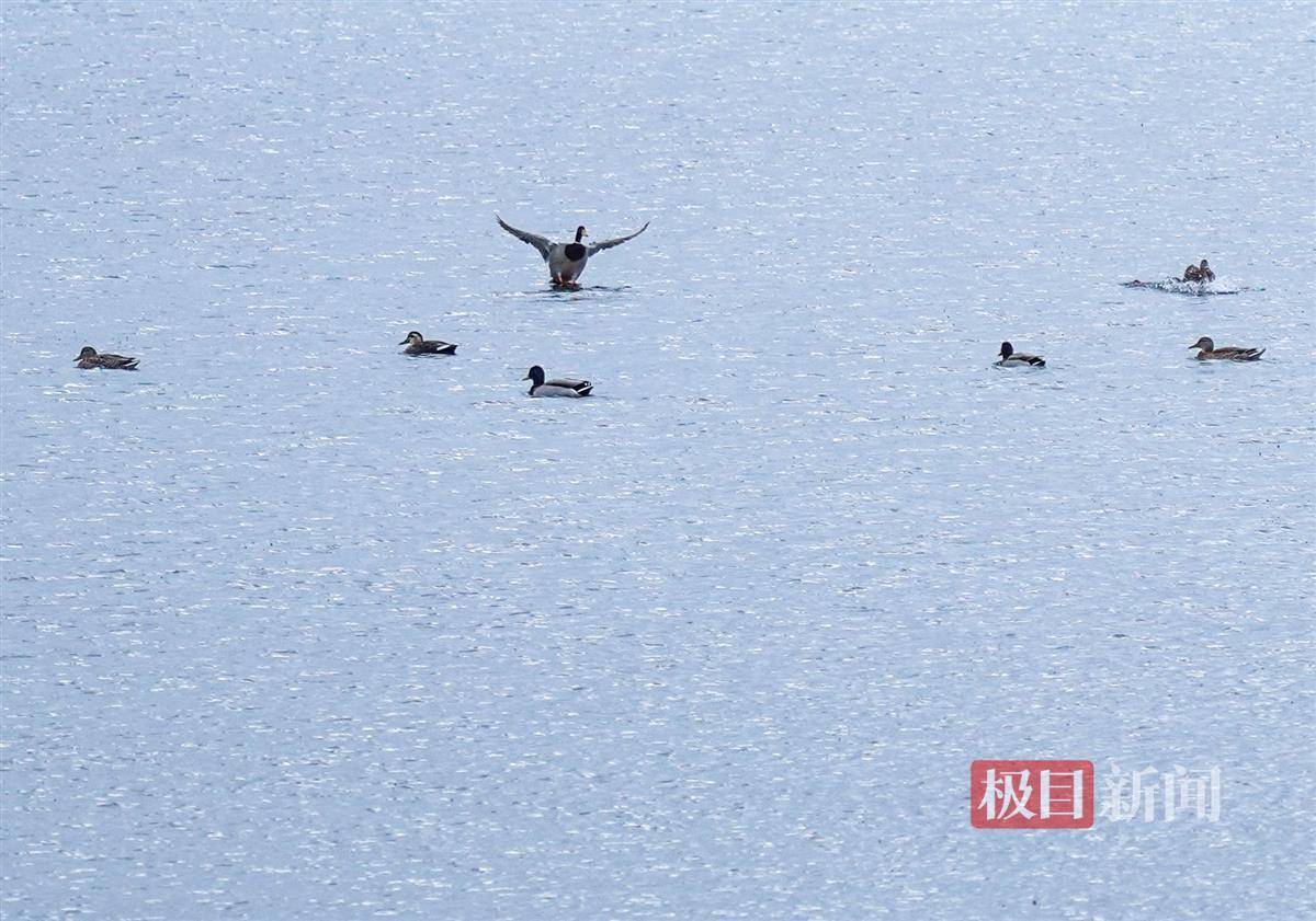 【飞翔的野鸭（2019.12.27拍摄）摄影图片】生态摄影_太平洋电脑网摄影部落