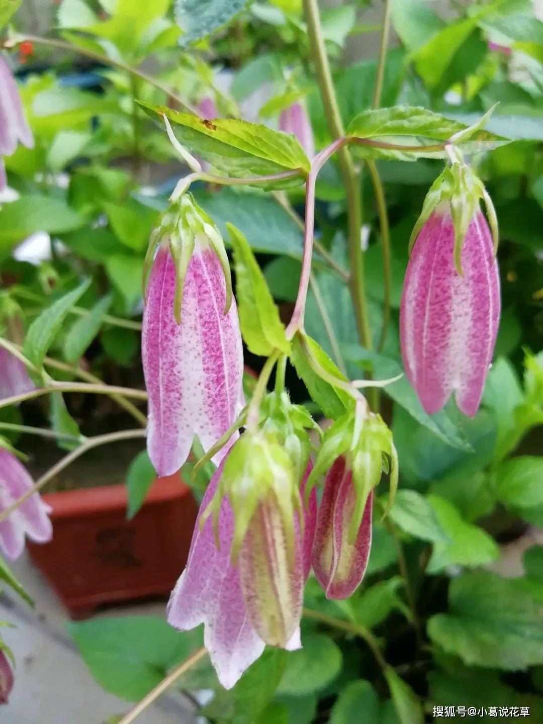 平常在家里养铃铛花,大部分花友都会养的一种是倒挂金钟,今天花花给