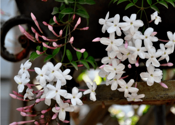 他给26种国花,各写了一首打油诗,太有才了!_也门_象征_素馨花