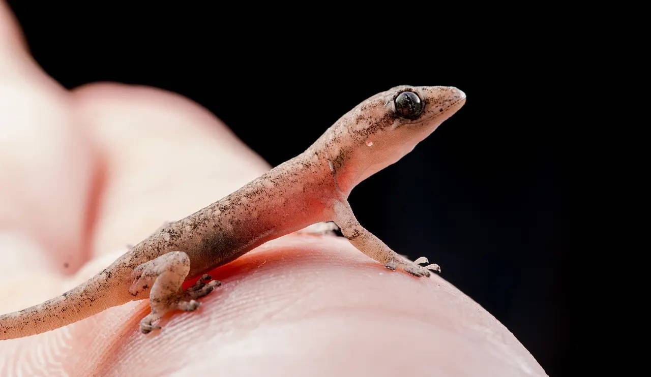 壁虎是如何混进"五毒"中的_戴维_尿液_动物