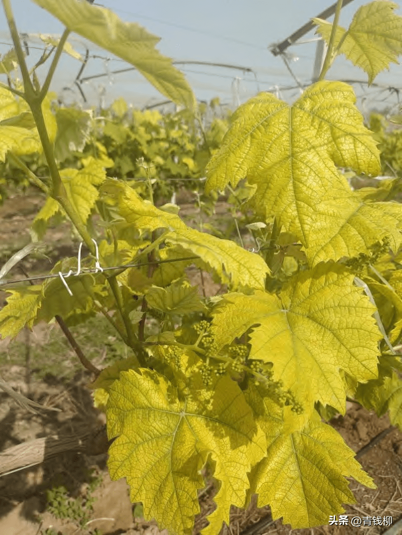 长垣市部分阳光玫瑰葡萄出现黄化现象_树体黄_土壤_根系