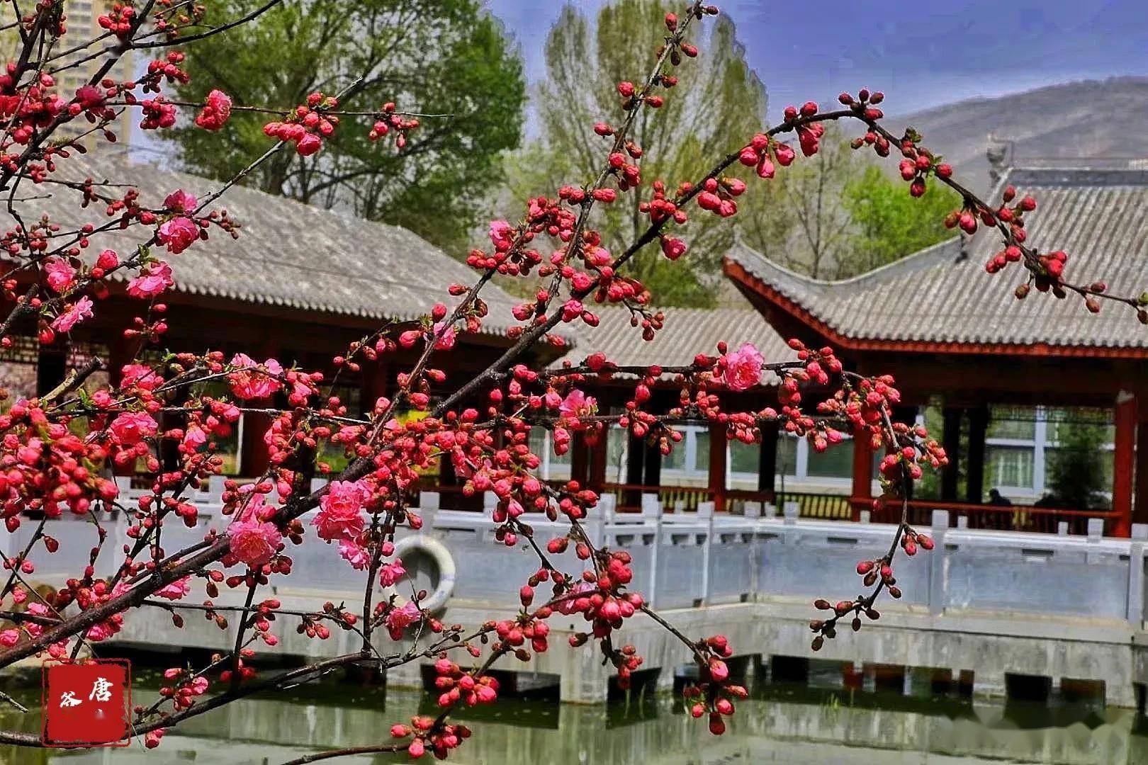 红梅花_玲珑_清香_斗拱