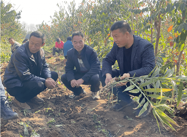 在南阳市宛城区黄台岗镇项寨村村民项新章的姜地里,收姜机在垄间轰隆